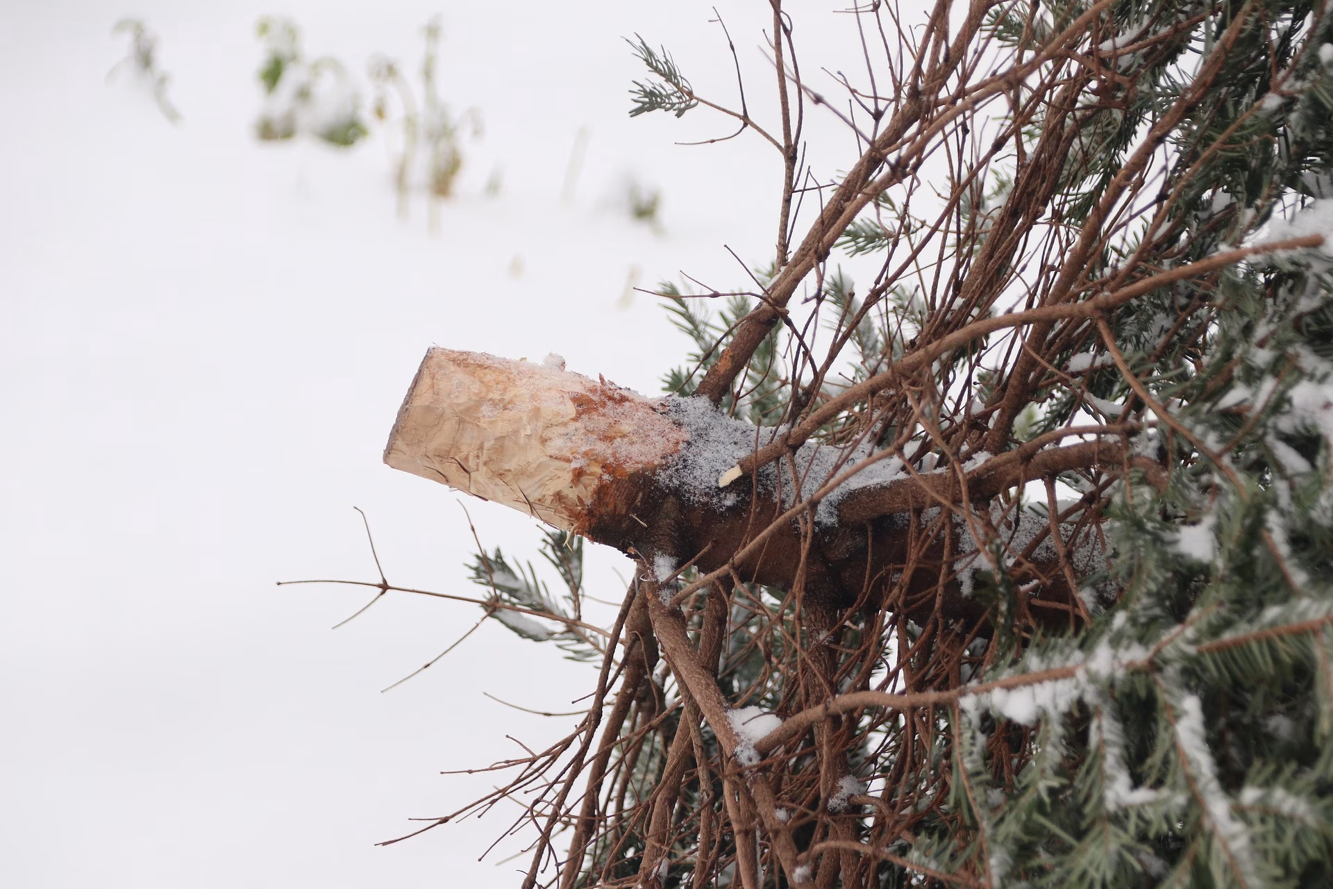 Weihnachtsbäume abholen. Der Alt-Text lautet: Abfuhr ausgedienter Weihnachtsbäume am 9. Januar – Wertstoffzentrum in Ensdorf.
