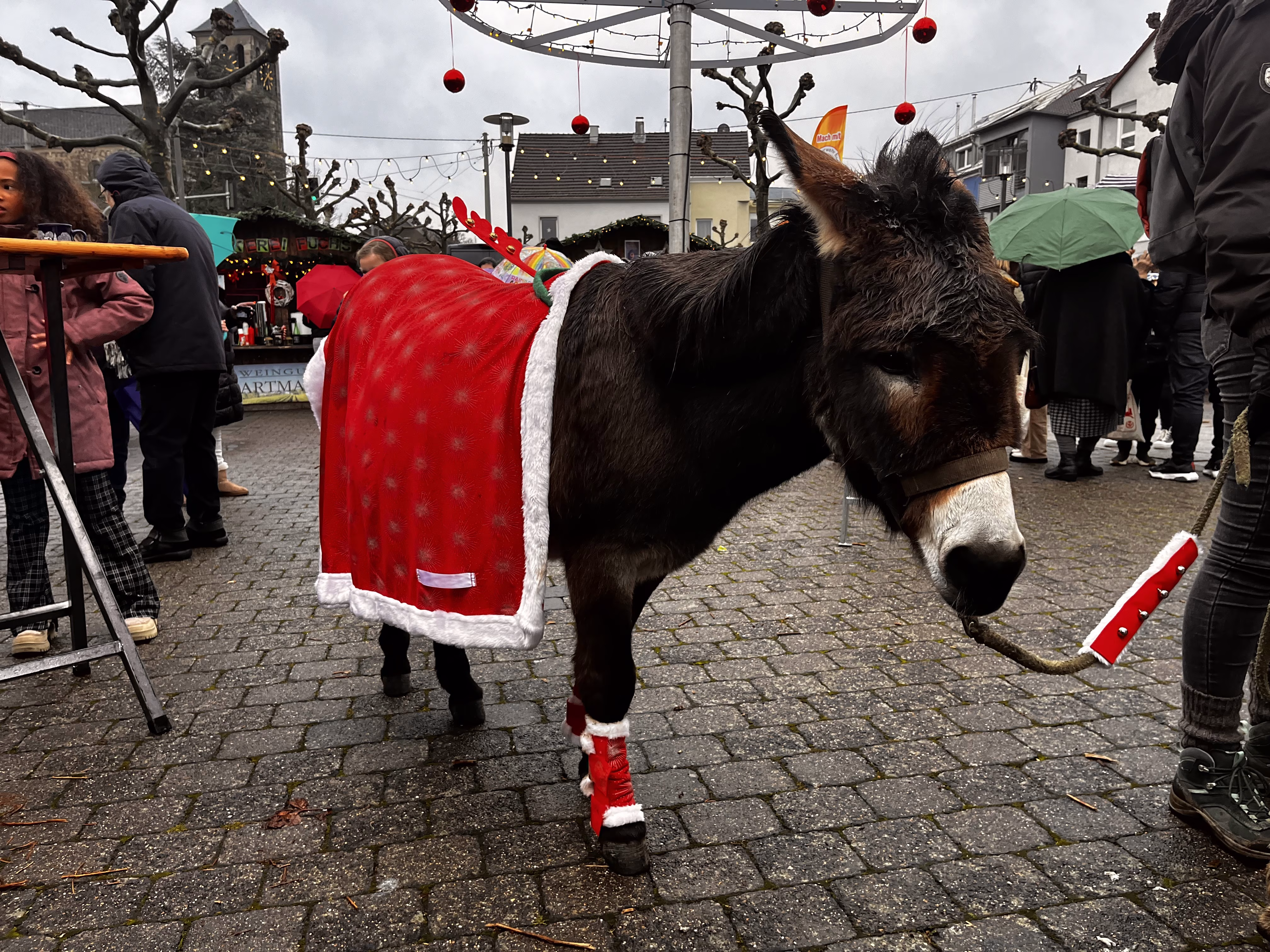 Ensdorfer Weihnachtsmarkt - Verzaubern Sie sich von Handwerkskunst und regionalen… Esel auf dem Ensdorfer Weihnachtmarkt 2023