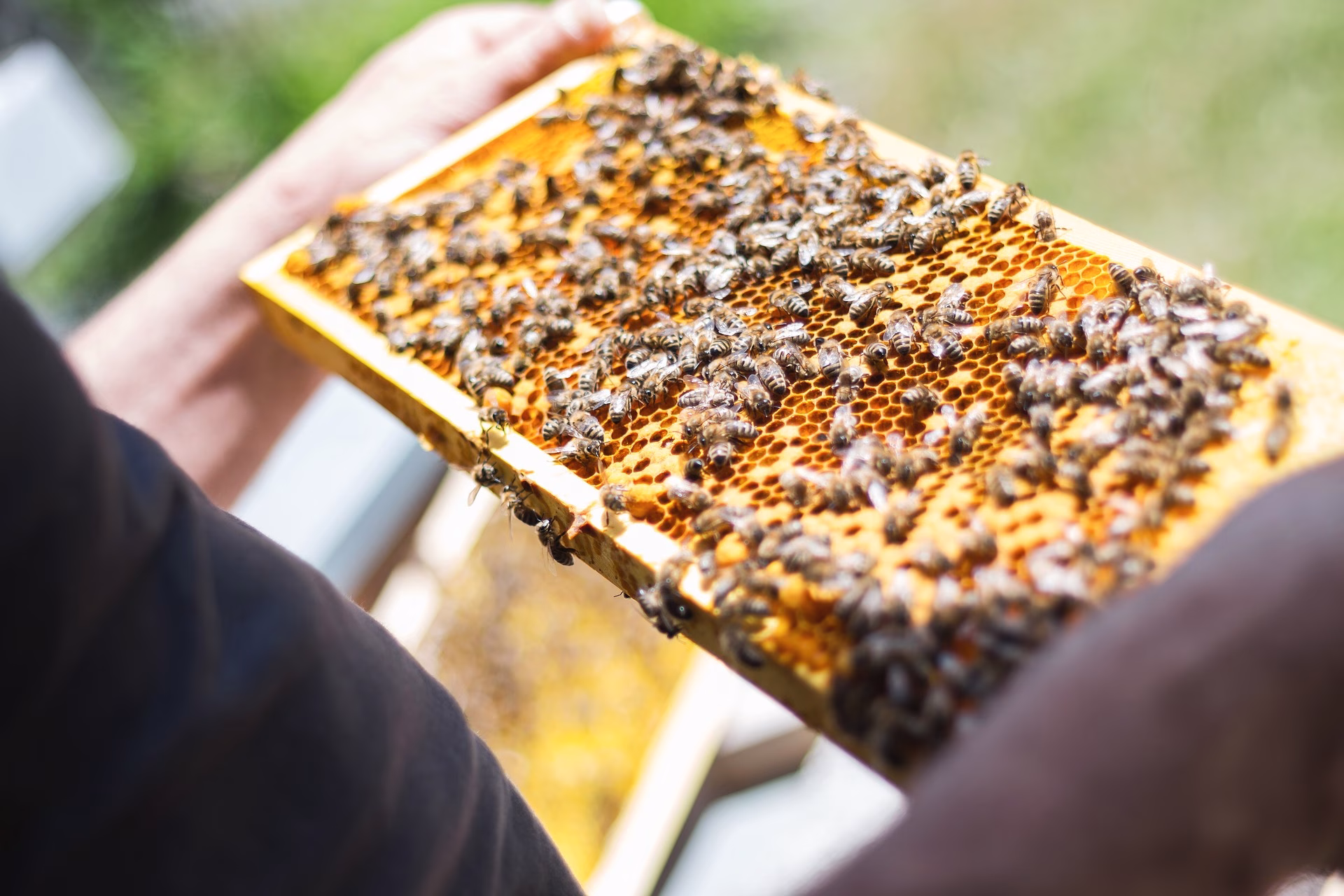Honigbienen mit Ihren Waben Symbolfoto - Honigbienen